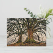 冬のオークの古木 (スタンド正面)