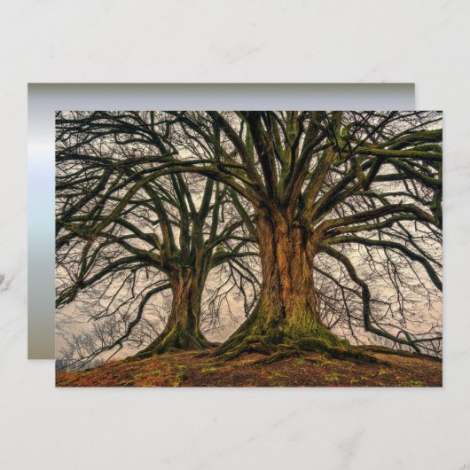 冬のオークの古木 (正面/裏面)