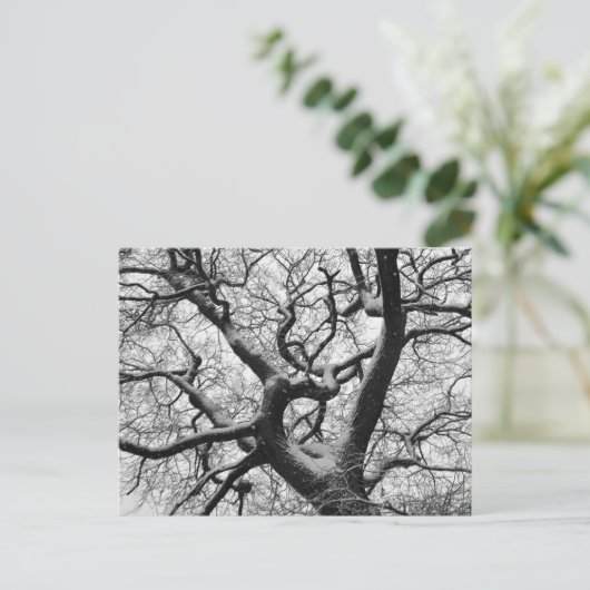 冬のオークの木 ポストカード (スタンド正面)