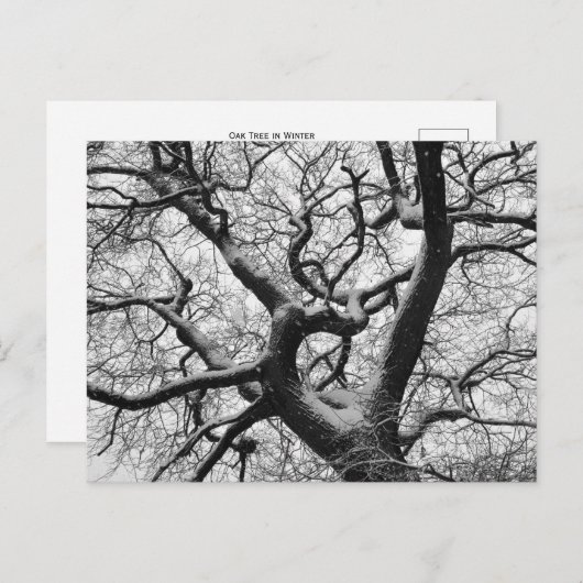 冬のオークの木 ポストカード (正面/裏面)