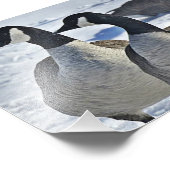 冬のカナディアン・ゲーゼ フォトプリント            (角)