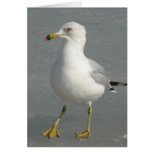 冬のカモメ
