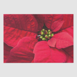 冬のクリスマス休日の赤いポインセチアの花 薄葉紙