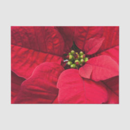 冬のクリスマス休日の赤いポインセチアの花 薄葉紙