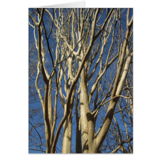 冬のサルスベリ、ヒャクジツコウ