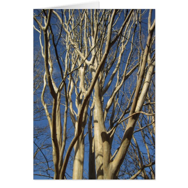 冬のサルスベリ、ヒャクジツコウ (正面)