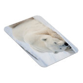 冬のシロクマ マグネット (右側)