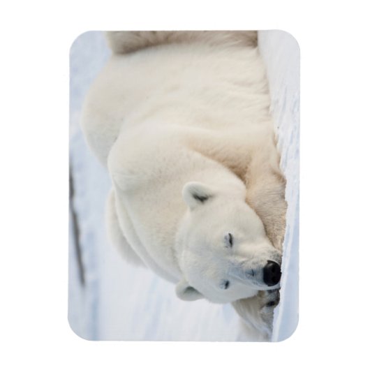 冬のシロクマ マグネット (縦)