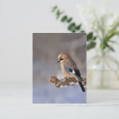 冬のジェイ・バード ポストカード (スタンド正面)