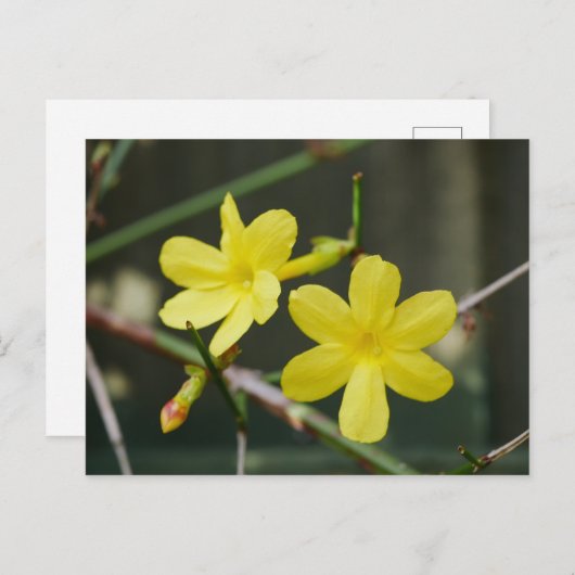 冬のジャスミン花はがき ポストカード (正面/裏面)