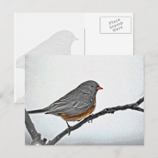 冬のスズメ ポストカード (正面/裏面)