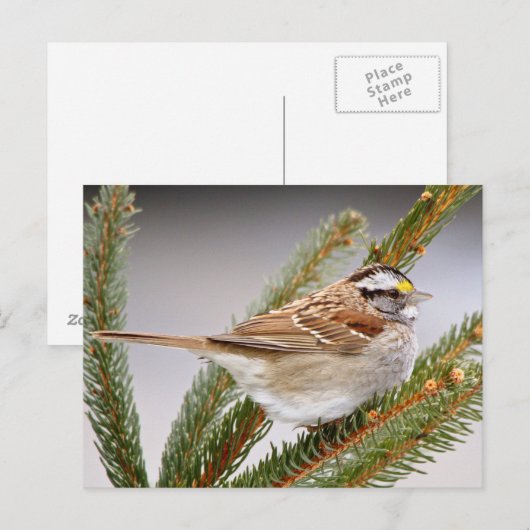 冬のスズメ ポストカード (正面/裏面)