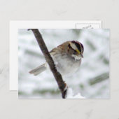 冬のスパロー葉書 ポストカード (正面/裏面)