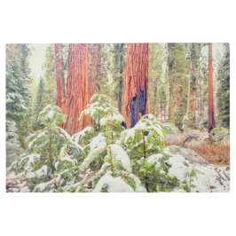 冬のセコイア林 メタルプリント