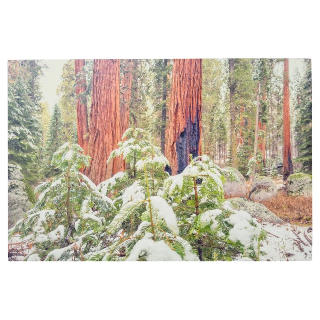 冬のセコイア林 メタルプリント (正面)
