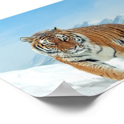 冬のタイガー山自然写真の雪のポスター ポスター (角)