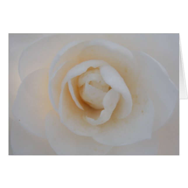 冬のツバキ (正面横)