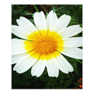 冬のデイジー花 フォトプリント