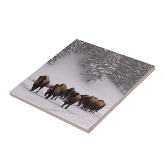 冬のバイソン タイル (側面)