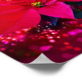 冬のバラポインセチア/ウィニハナクトゥスタンフェスティリヒ ポスター (角)