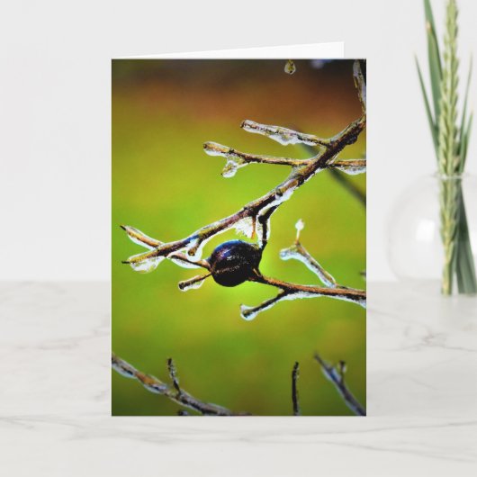 冬のフリーズ、カード カード (正面)