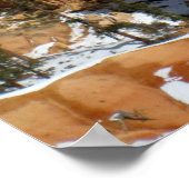 冬のブライスキャニオン、サンセットポイント、プリント ポスター (角)