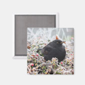 冬のブラックバード マグネット (正面/裏面)