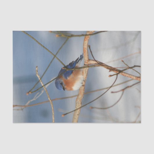 冬のブルーバードデコップページ 薄葉紙 (正面)