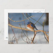 冬のブルーバード自然動物の写真はがき ポストカード (正面/裏面)