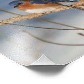 冬のブルーバード8x8 フォトプリント            (角)