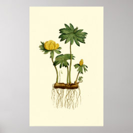 冬のヘレボアの花 ポスター