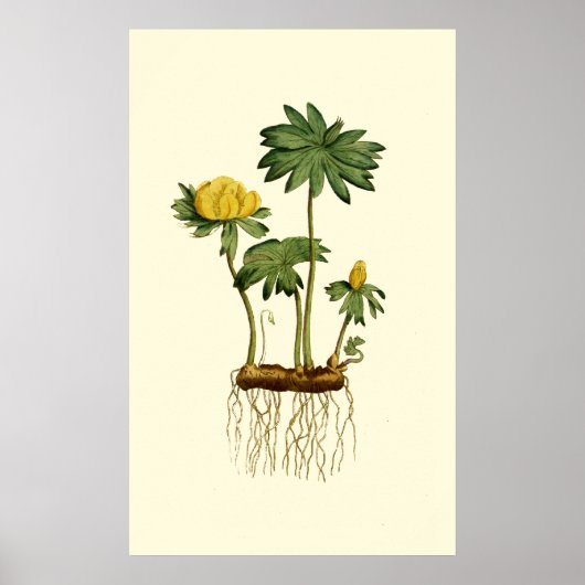 冬のヘレボアの花 ポスター (正面)