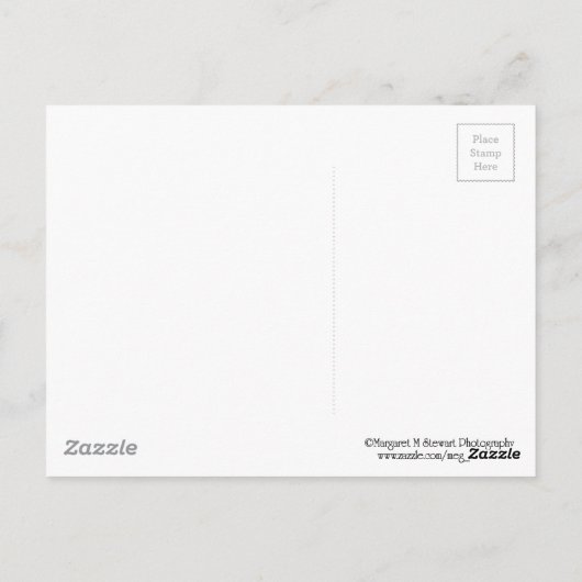 冬のペンシルバニア黒熊 ポストカード (裏面)