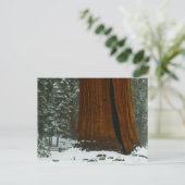 冬のポストカードにセコイアの木 ポストカード (スタンド正面)