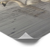 冬のマディソン川のトランピーター・スワン ポスター (角)