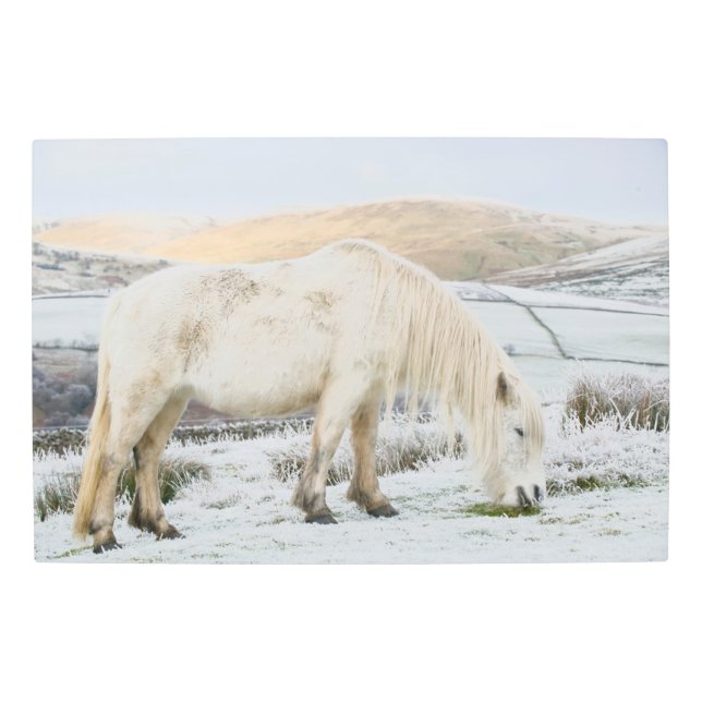 冬のモーランドで白いポニーが落ちた メタルプリント (正面)