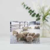 冬のヤギの食事時間 ポストカード (スタンド正面)