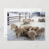 冬のヤギの食事時間 ポストカード (正面/裏面)
