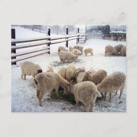 冬のヤギの食事時間 ポストカード (正面)