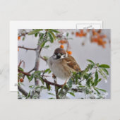 冬のユーラシアのツノバドリ ポストカード (正面/裏面)