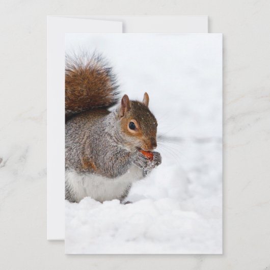 冬のリス (正面)