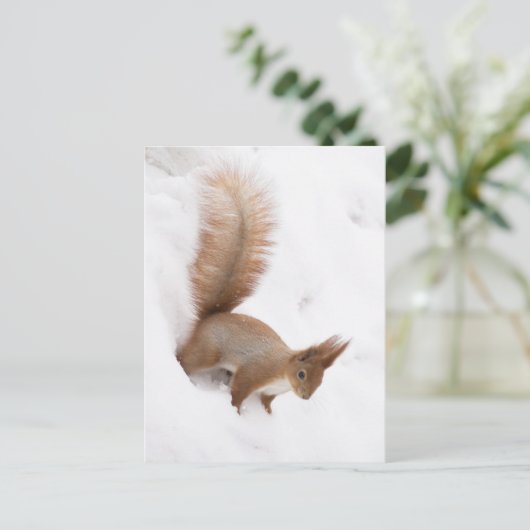 冬のリス ポストカード (スタンド正面)