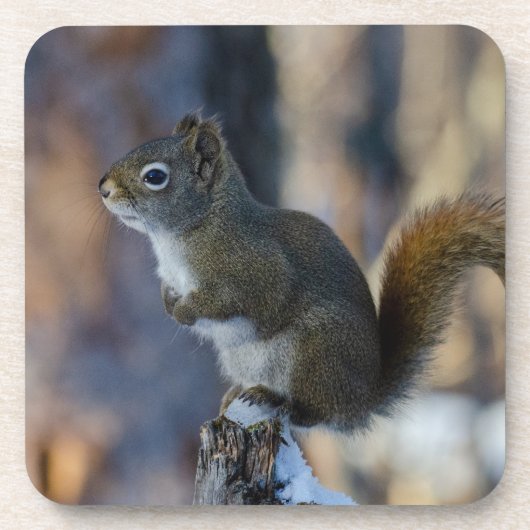 冬のリス、茶色の動物、カナダの写真 コースター (正面)