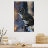 冬のリス、茶色の動物、カナダの写真 ポスター (キッチン)