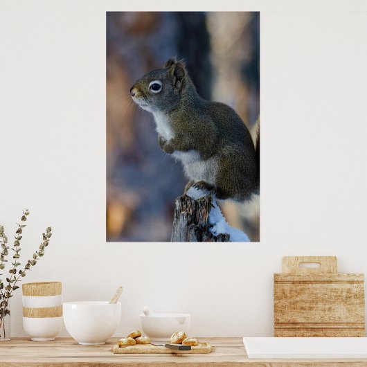 冬のリス、茶色の動物、カナダの写真 ポスター (キッチン)