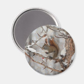 冬のリス、雪&レッドベリークリスマスデザイン マグネット (正面/裏面)