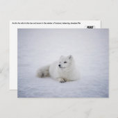 冬のワンダーランドの北極キツネ ポストカード (正面/裏面)
