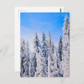 冬のワンダーランド雪の松 ポストカード (正面/裏面)