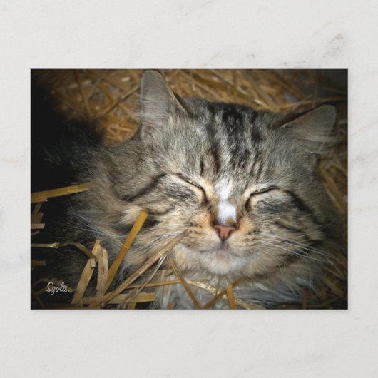 冬の保護施設で眠る野良猫 ポストカード (正面)