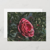 冬の別れの贈り物はがき ポストカード (正面/裏面)